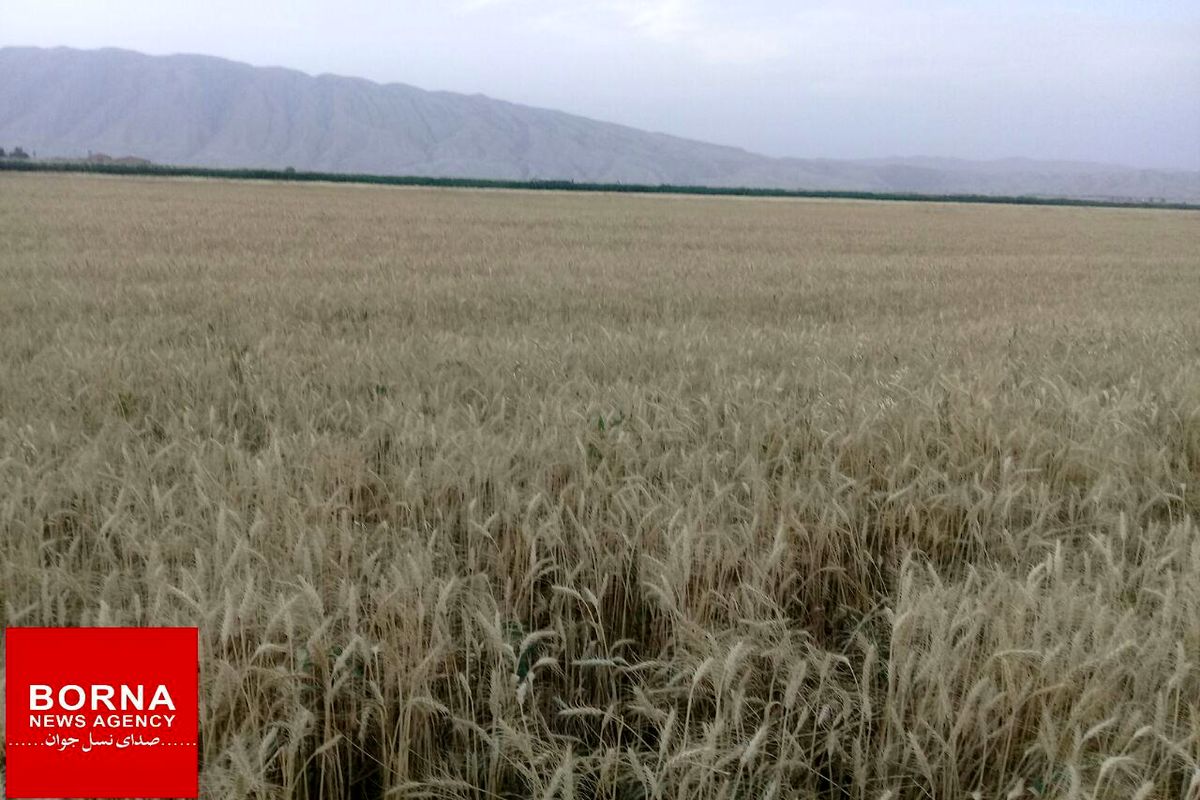 خرید بیش از۱۲ هزار تن گندم از کشاورزان استان