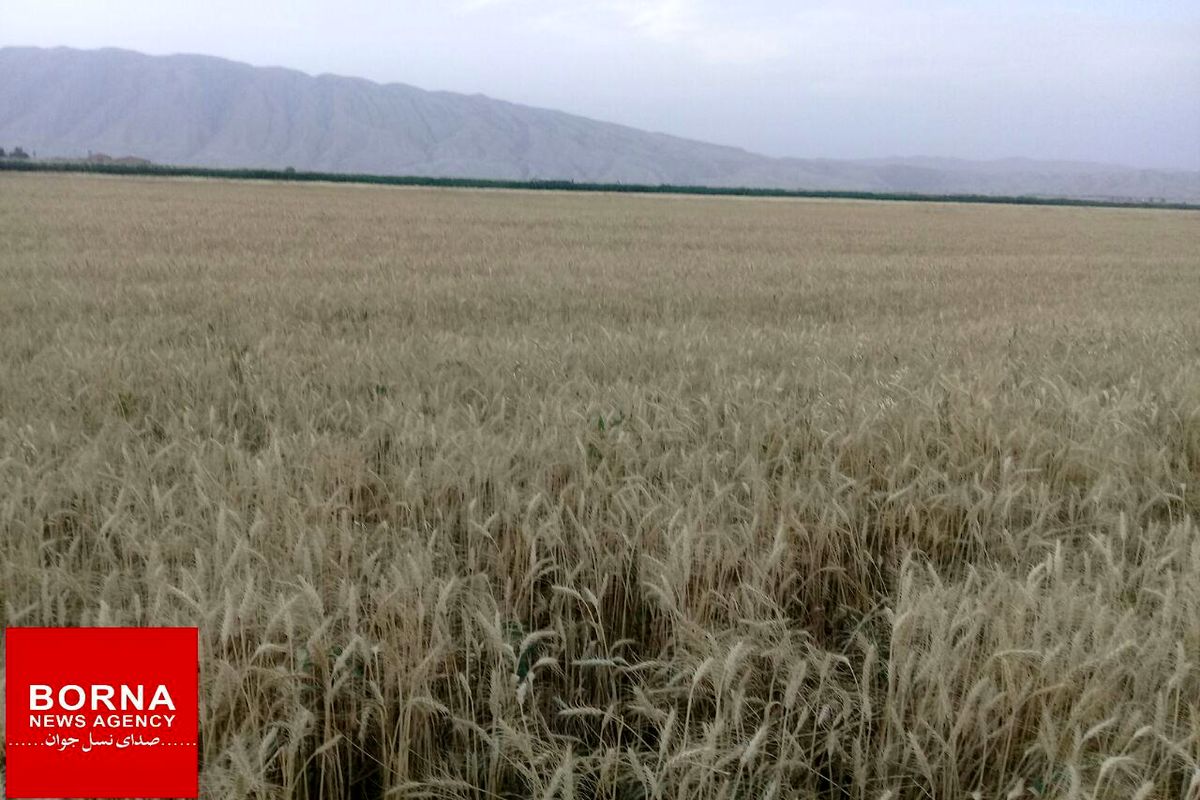 خرید بیش از۱۲ هزار تن گندم از کشاورزان استان