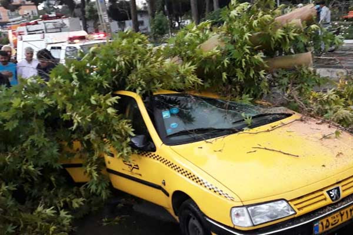 سقوط یک اصله درخت در خیابان صنعت دوم شهر قدس