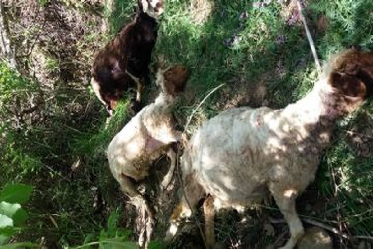 حمله دو پلنگ به یک گله گوسفند در ارتفاعات سفیدکوه الشتر