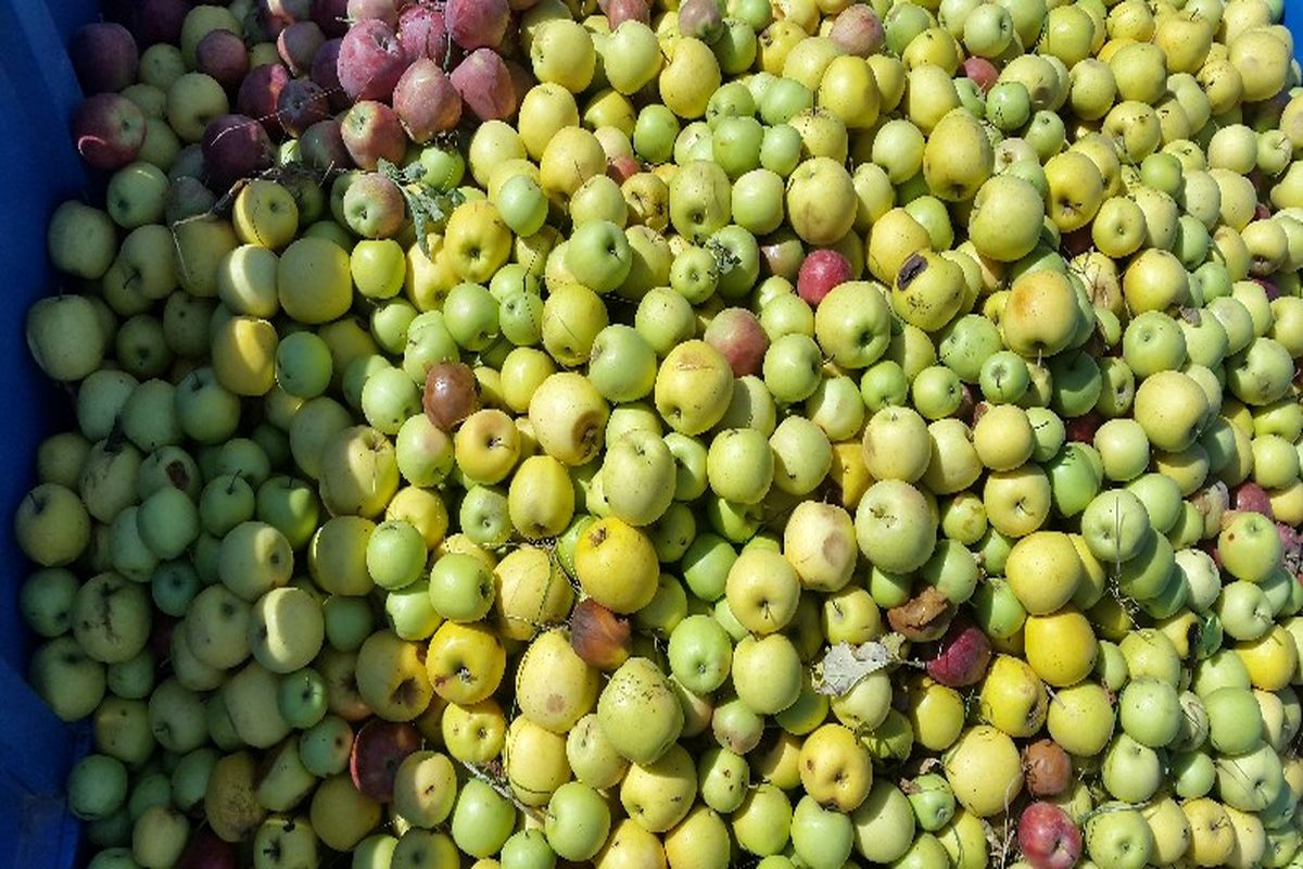 لزوم جمع آوری بهداشتی سیب درختی صنعتی در جهت تامین امنیت غذایی مردم