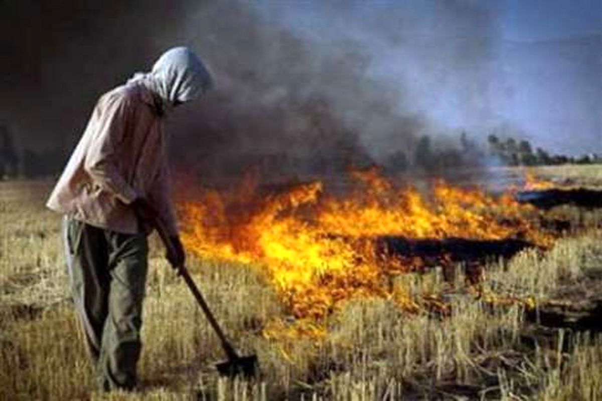 ممنوعیت قانونی سوزاندن کاه و کلش در مزارع