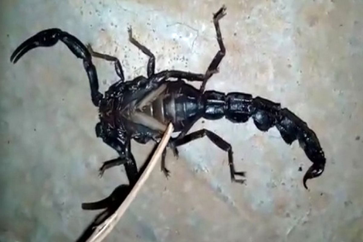 مشاهده و زنده گیری عقرب بالدار در زاهدان