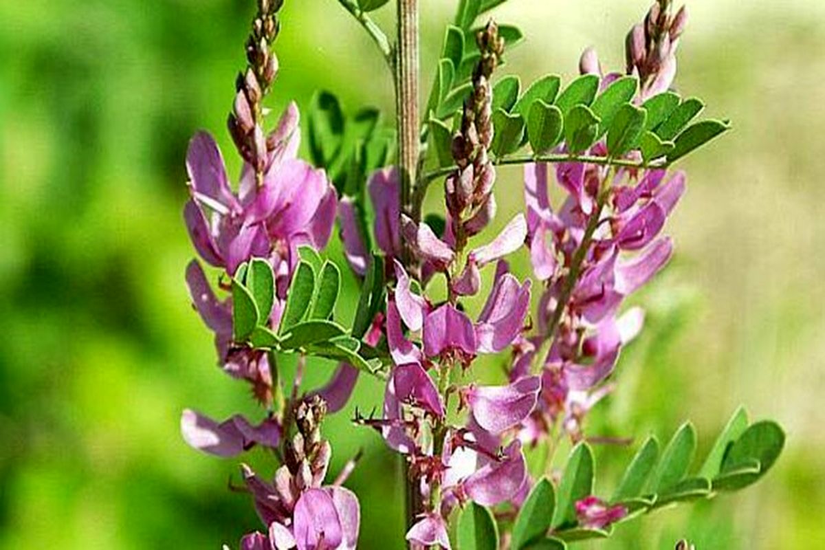 اولین برداشت گیاه صنعتی نیل گل خوشه‌ای در سیستان وبلوچستان