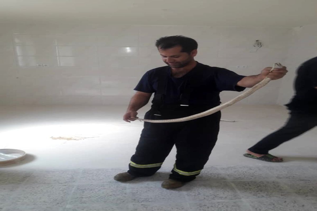 مار افعی یک و نیم متری مهمان ناخوانده یکی از شهروندان شیراز