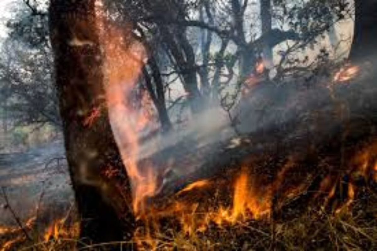 سازمان آتش نشانی نسبت به وقوع آتش سوزی در جنگلها هشدار داد