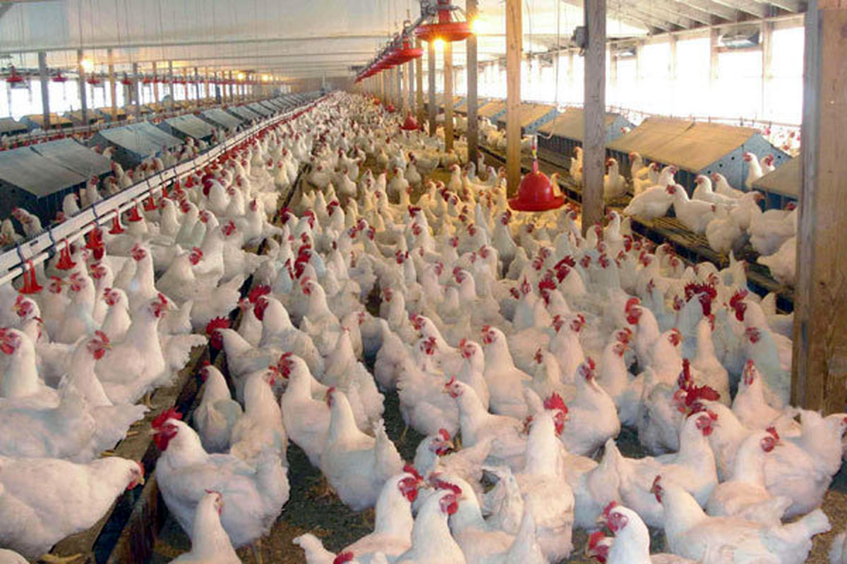 تشکیل پرونده تخلفاتی بیش از ۲۹ میلیارد ریالی برای مرغداران متخلف در سطح استان