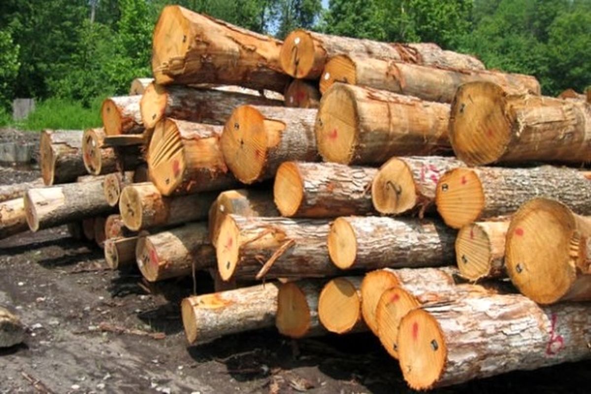 کشف ۶ تن چوب قاچاق در آستانه‌اشرفیه