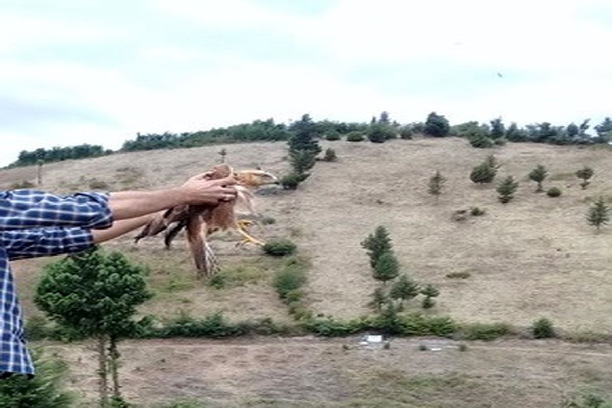 رهاسازی یک بهله پرنده شکاری سارگپه ی پابلند