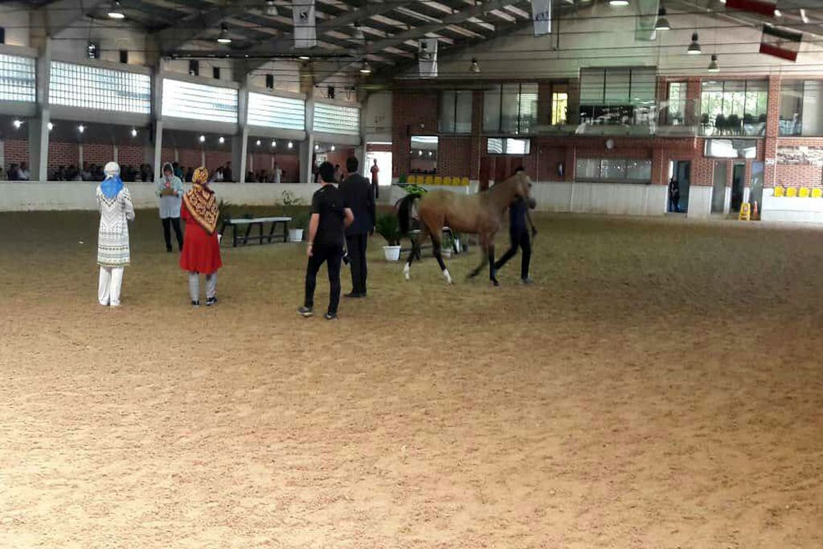 چهارمین جشنواره بزرگ اسب اصیل ترکمن پایتخت