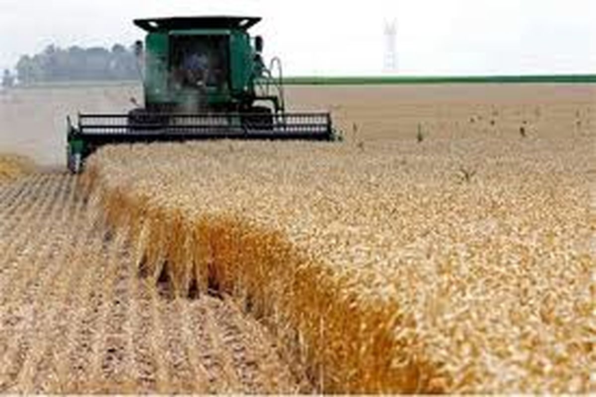 ۲۷ هزار تن گندم توسط تعاون روستایی قزوین از کشاورزان خریداری شد