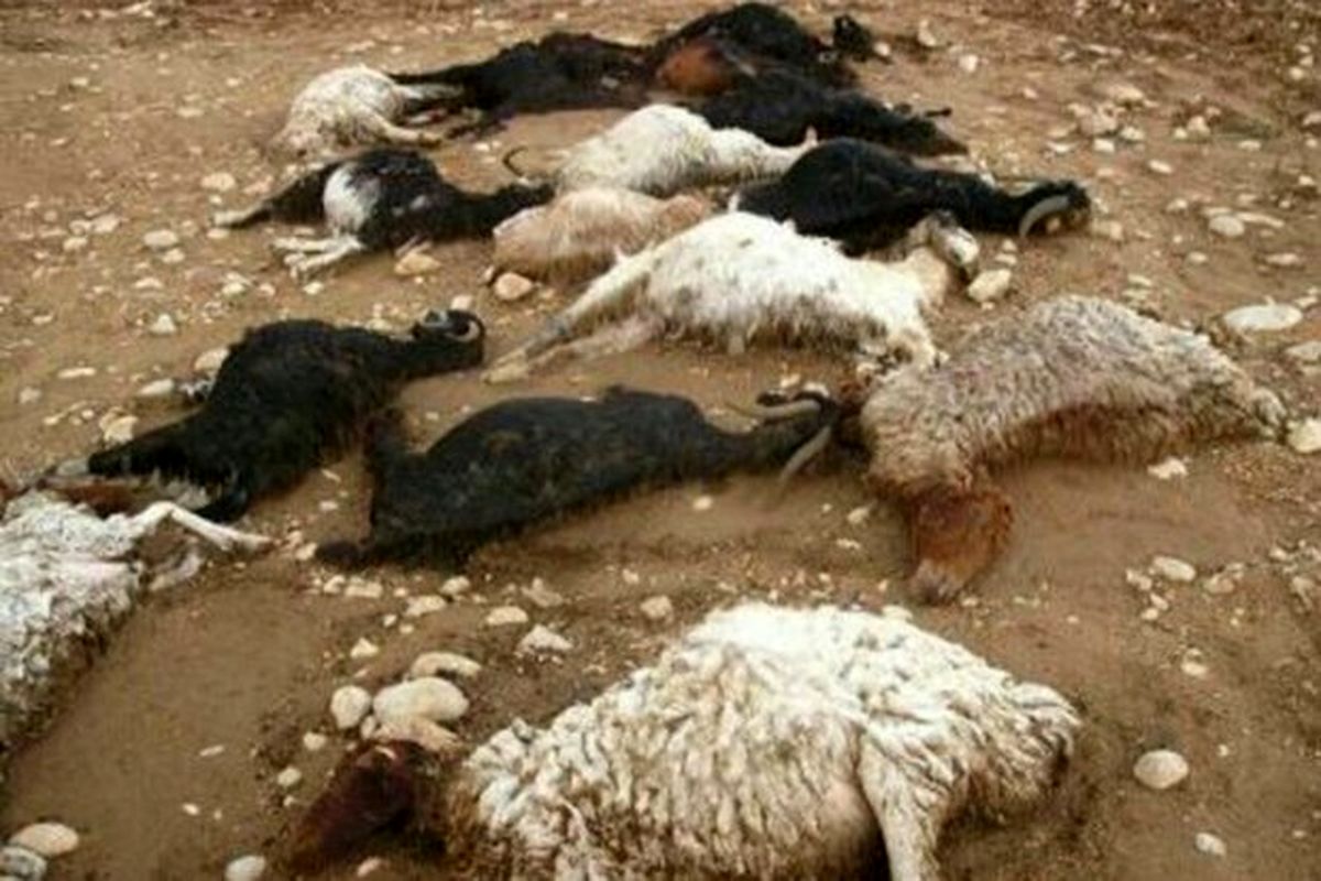 تلف شدن ۱۴۰ راس گوسفند در سگزآباد