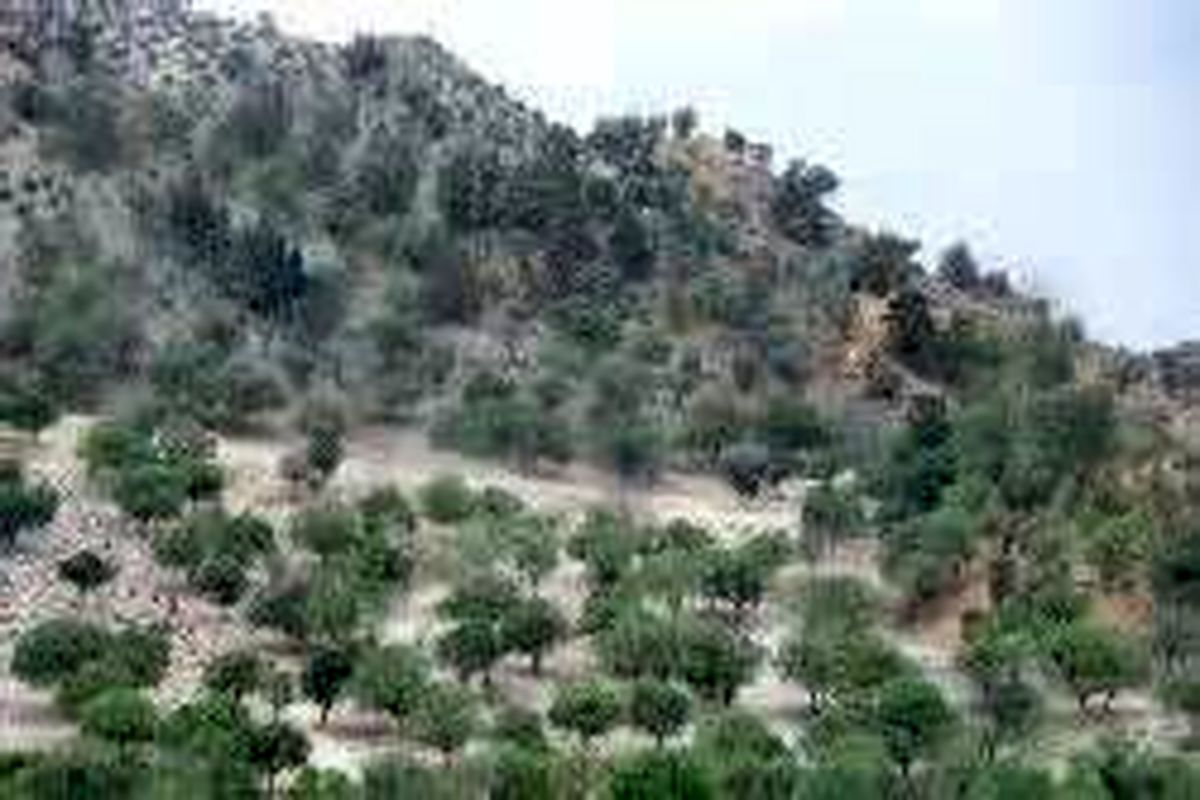 نهال کاری و بذر پاشی در ۲۰۰ هکتار از مراتع شهرستان همدان