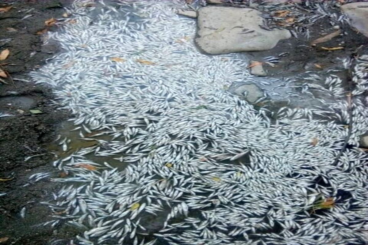 تلف شدن ماهی‌های رودخانه‌ دره رود آذربایجان شرقی