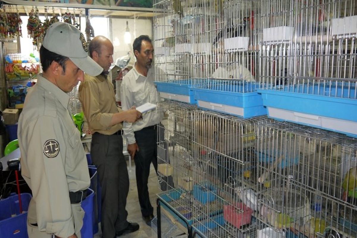 برخورد جدی با صاحبان فروشگاه های عرضه غیر مجاز حیوانات و پرندگان وحشی