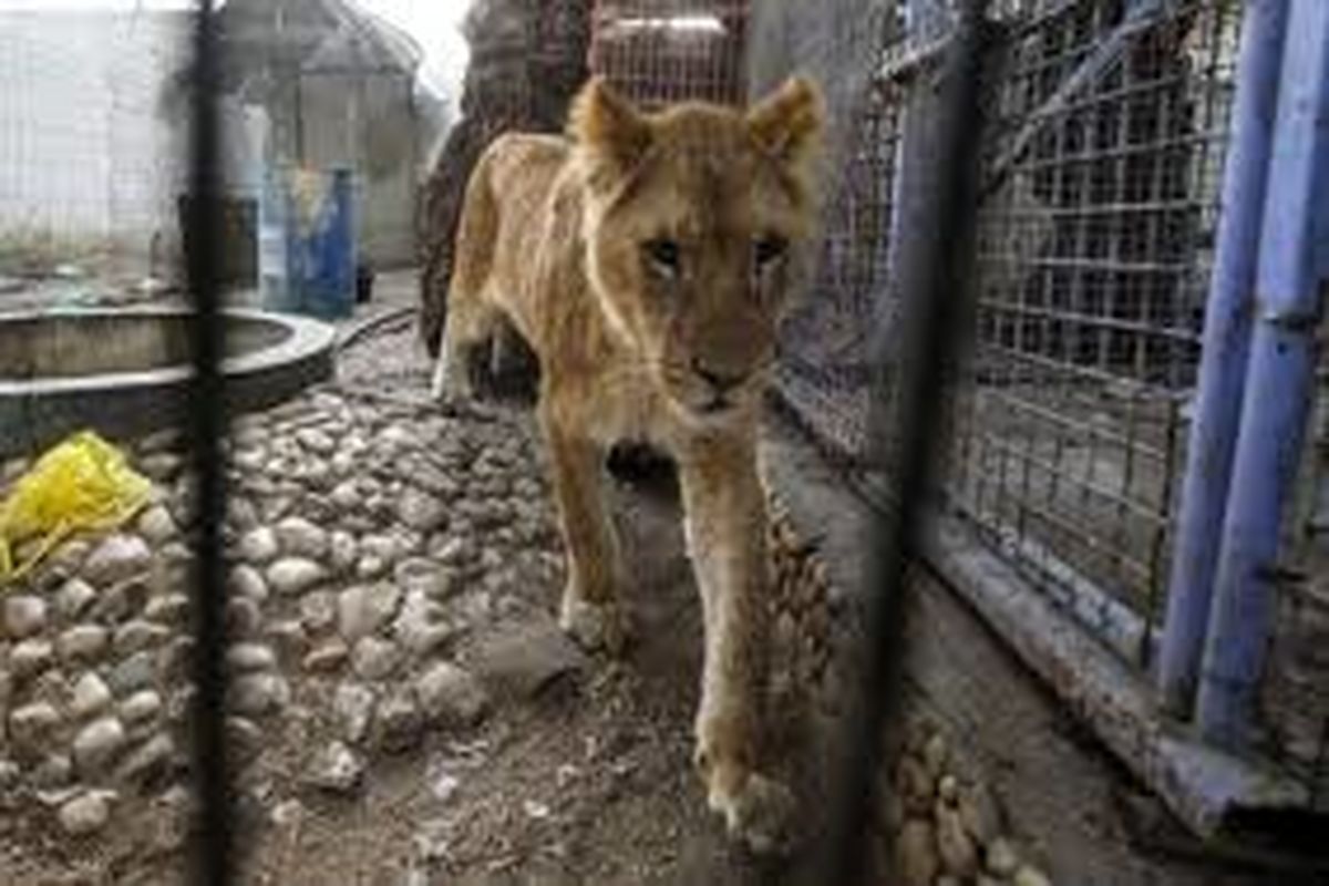 وحشت مردم از پرسه هفت شیر سرگردان در شهر