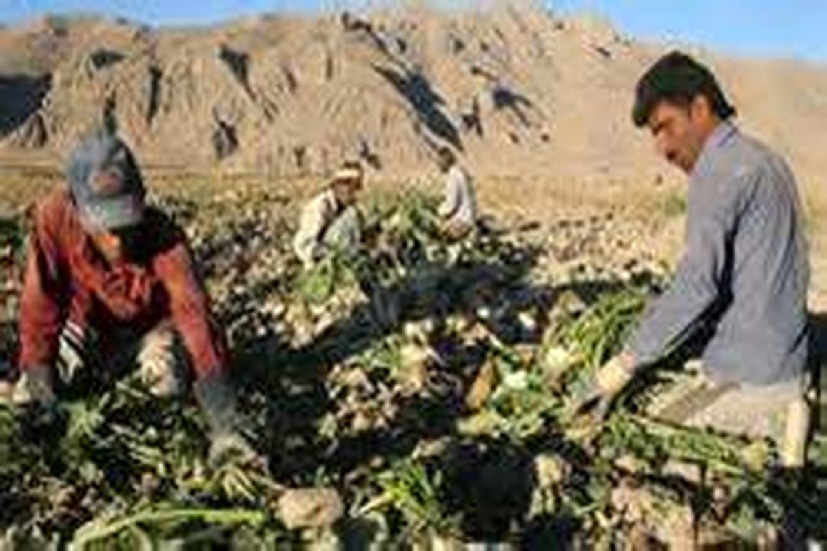 پرداخت صد درصد مطالبات چغندرکاران آذربایجان غربی / کشت نشایی چغندر قند در سطح ۱۰۵ هکتار از مزارع استان