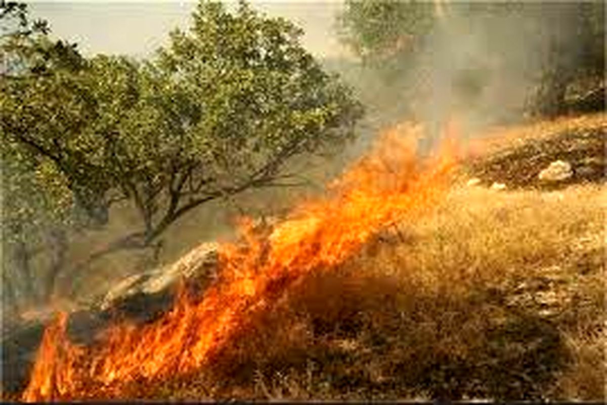 آماری نگران کننده در کشور/ ۱۵ درصد آتش‌سوزی جنگل‌های کشور عمدی است