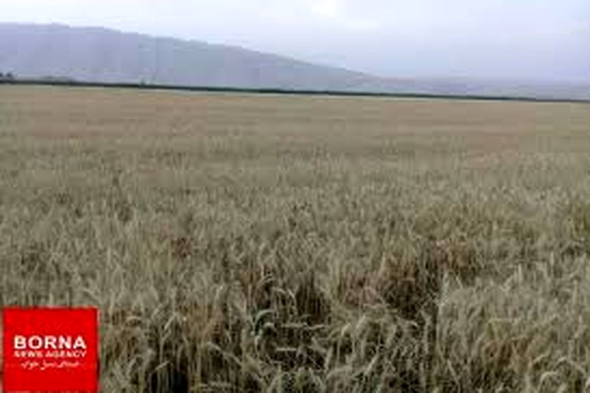 خرید بیش از ۲۸۰هزار تن گندم از کشاورزان لرستانی