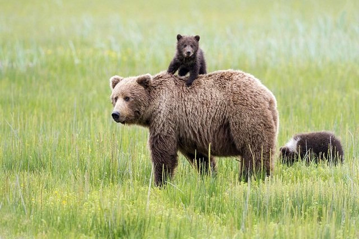 آخرین جزئیات اجرای برنامه عمل حفاظت از خرس قهوه‌ای