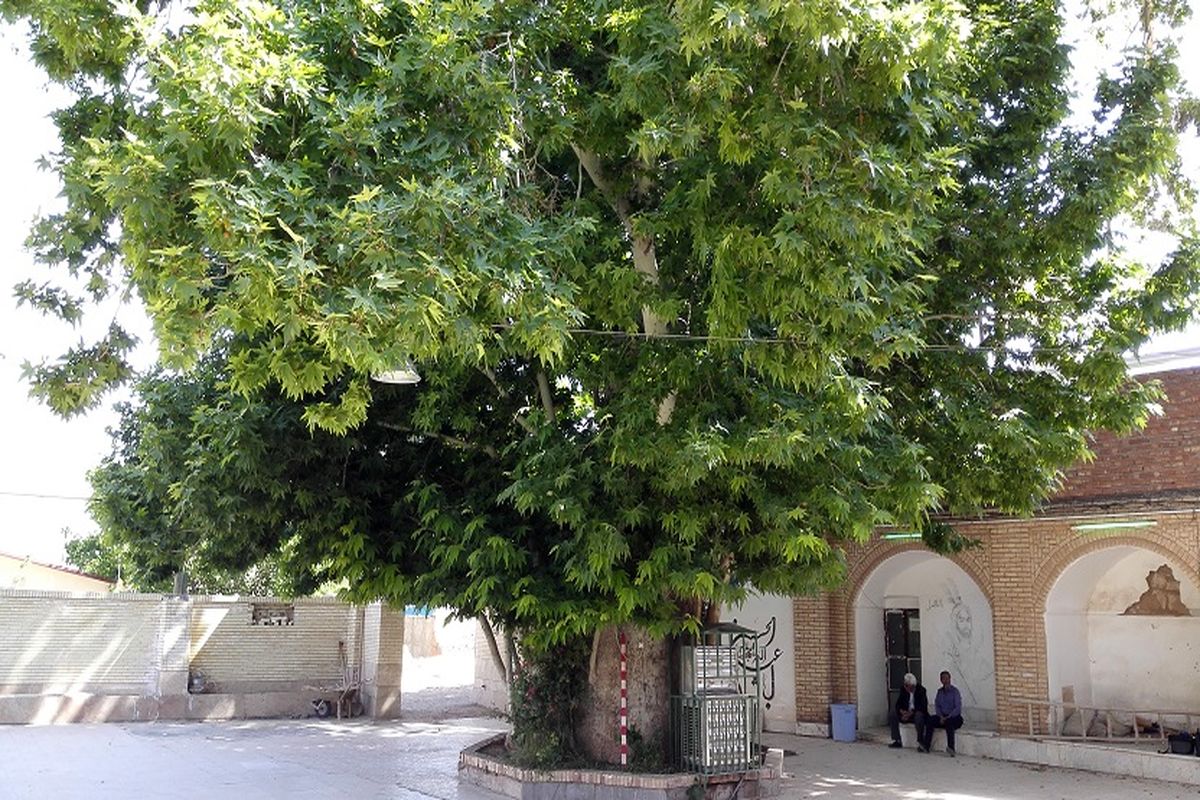 درخت چنار معزآباد شهرستان کهنوج ثبت ملی شد