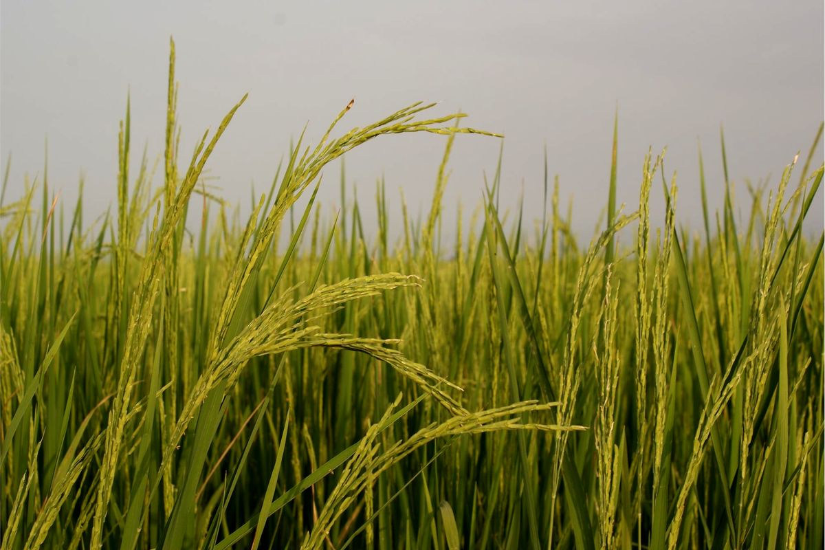 تولید حدود ۶۰ هزار تن برنج در شالیزارهای شهرستان جویبار
