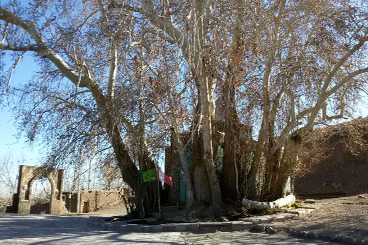ثبت درخت کهنسال ارمیان میامی در فهرست میراث طبیعی ملی