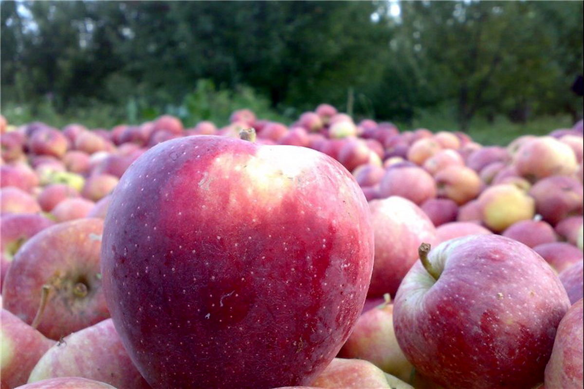 نرخ خرید حمایتی سیب صنعتی ۸۰۰ تومان اعلام شد
