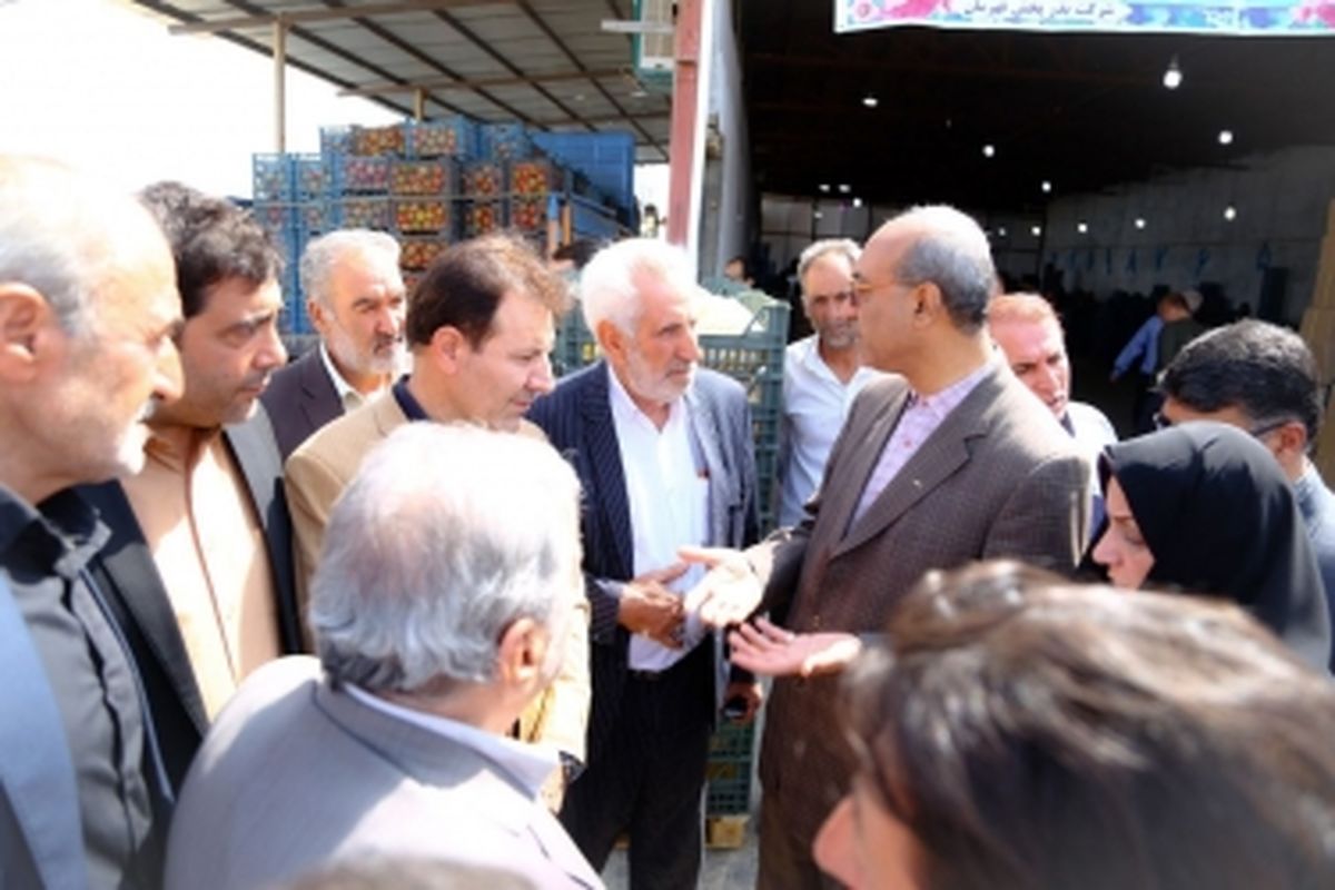 ۳۰۰ هزار تن گوجه فرنگی از مزارع استان قزوین برداشت شد