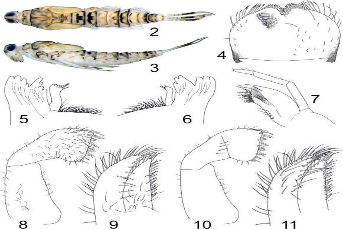 ۱۸ گونه‌ جدید ازحشرات آبزی شناسایی شد