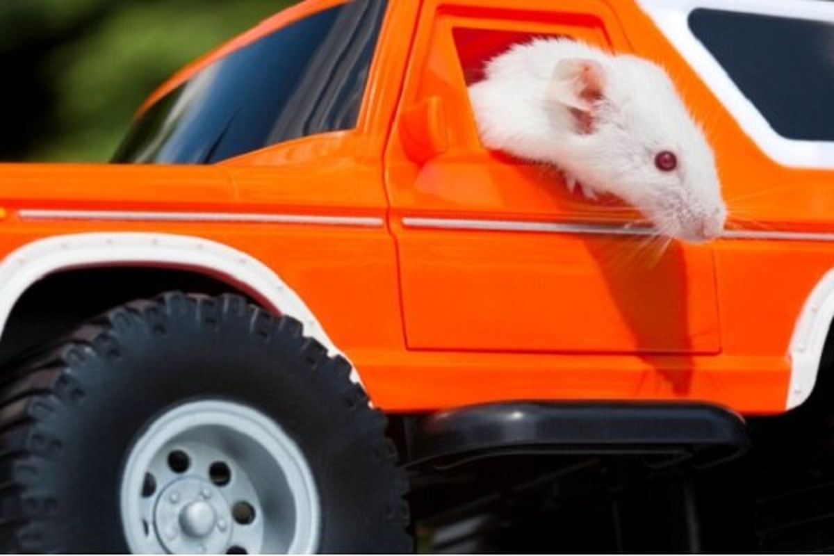 محققان توانستند به موش‌ها رانندگی یاد بدهند