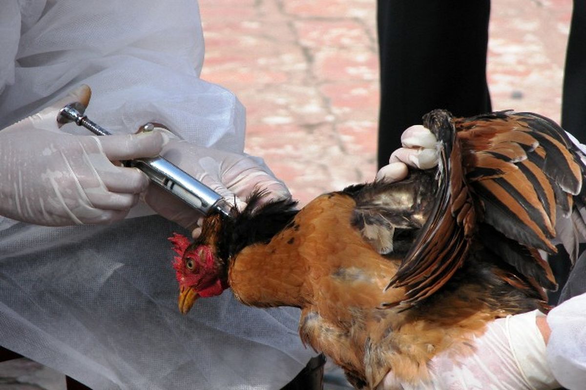 هشدار دامپزشکی گلستان در مورد آنفلوانزای پرندگان