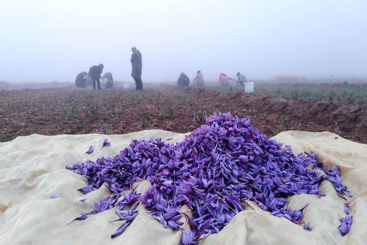 پیش بینی برداشت ۷۰ کیلوگرم زعفران از مزارع آذربایجان غربی