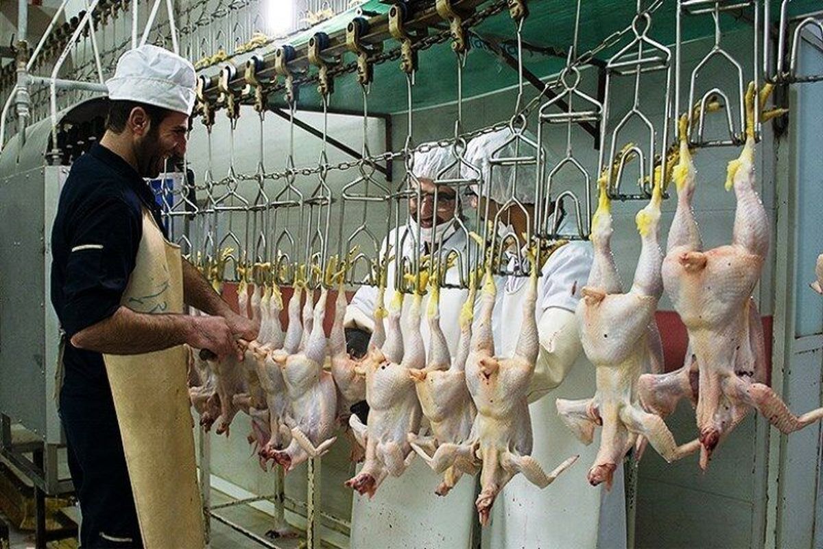 گوشت مرغ ۱۲ هزار تومانی در ساوه توزیع می شود