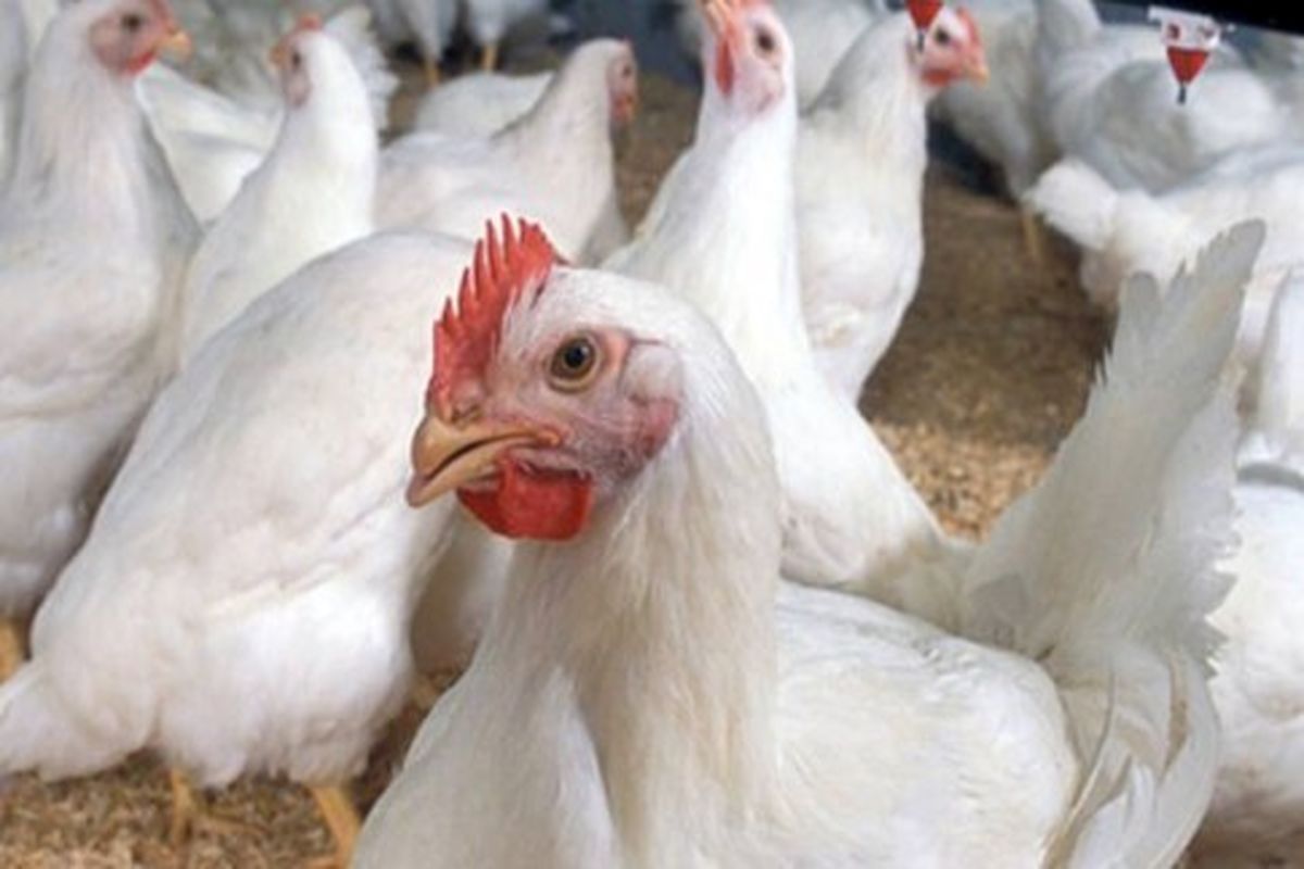 کشف ۸ تن مرغ زنده آلوده به ویروس نیوکاسل در زابل