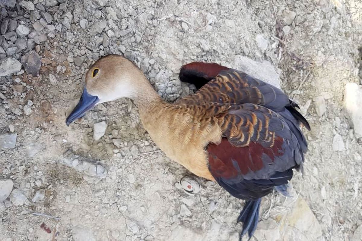 گونه‌ای جدید اردک در سیستان و بلوچستان مشاهده شد