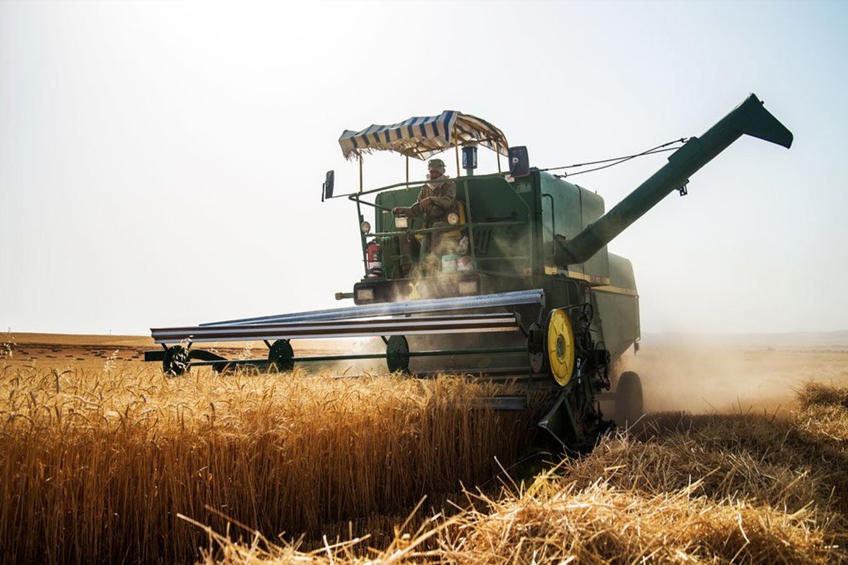 توزیع ۹۰ درصد بذر گندم مورد نیاز در استان بوشهر