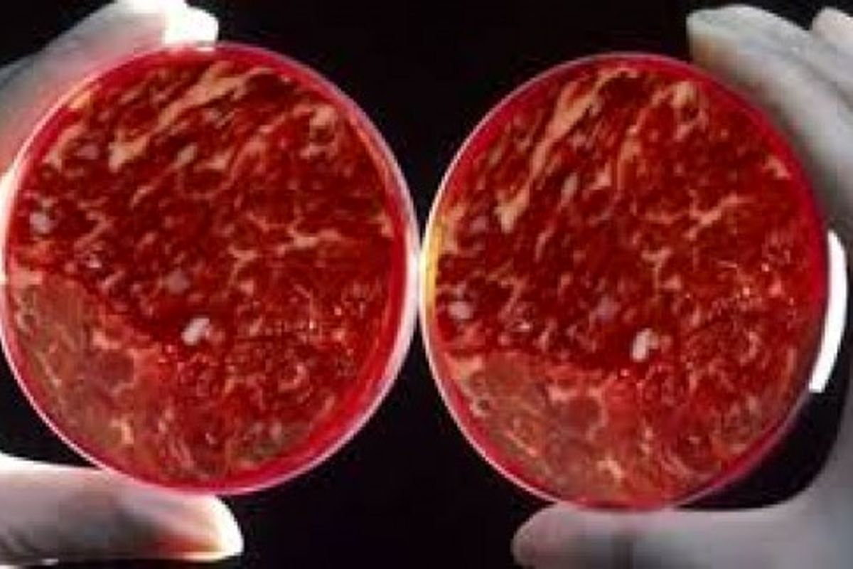 ساخته شدن اولین گوشت مصنوعی دنیا با قابلیت خودترمیمی!