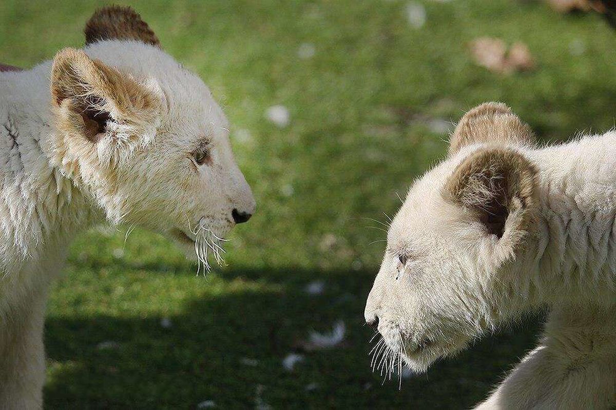 شیرهای سفید آفریقایی وارد ایران شدند