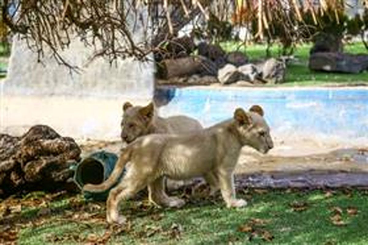 توله شیرهای آفریقایی در پارک حیات وحش کرج نگهداری می شوند
