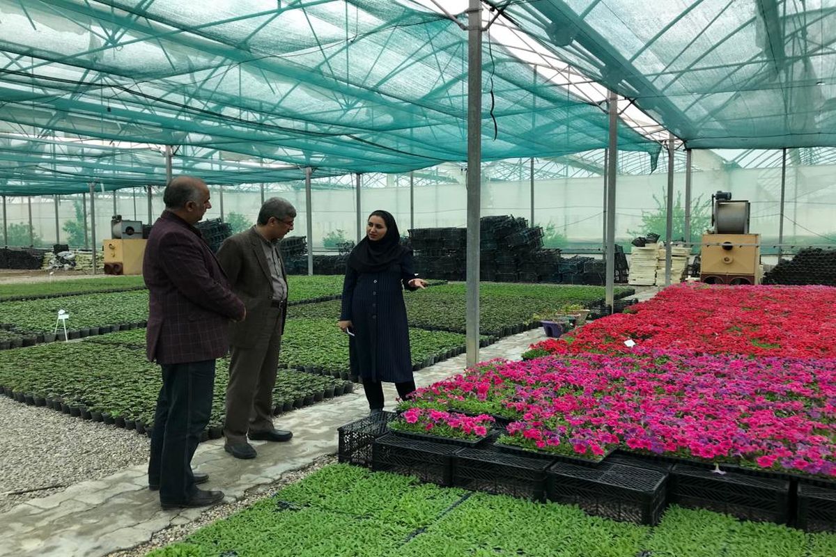 تولید ۶ میلیون عدد گل فصلی در مجتمع گلخانه ای سرخون