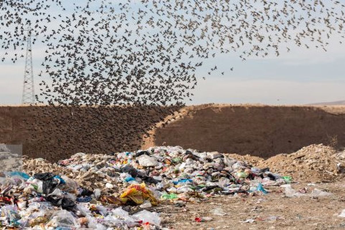 وجود زباله‌های زیاد باعث ایجاد بحران پسماند در استان‌های شمالی کشور می شود