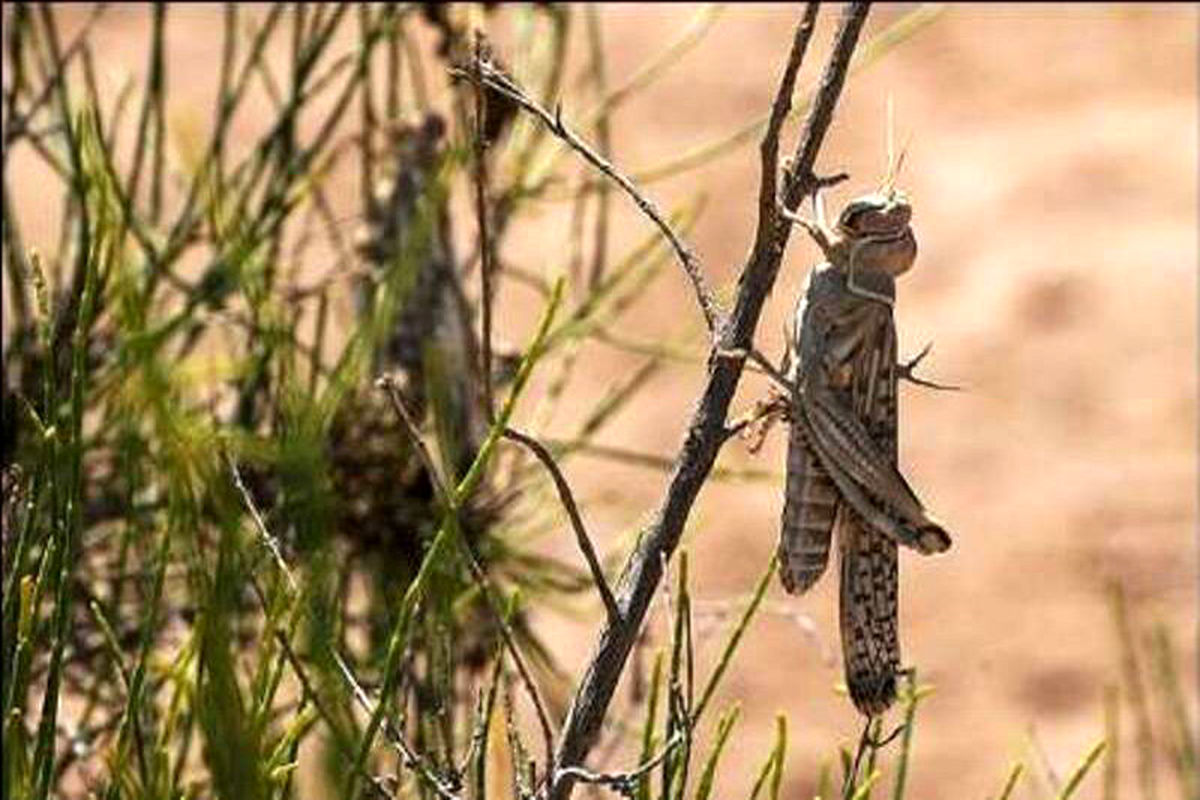اقدامات انجام شده برای مبارزه با ملخ‌های صحرایی