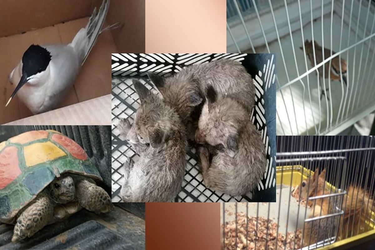 انتقال تعدادی از گونه های حیات وحش به کلینیک پردیسان/ از تحویل توله روباه به محیط زیست در غرب استان تا رهاسازی پرنده در زیستگاه های شرق استان