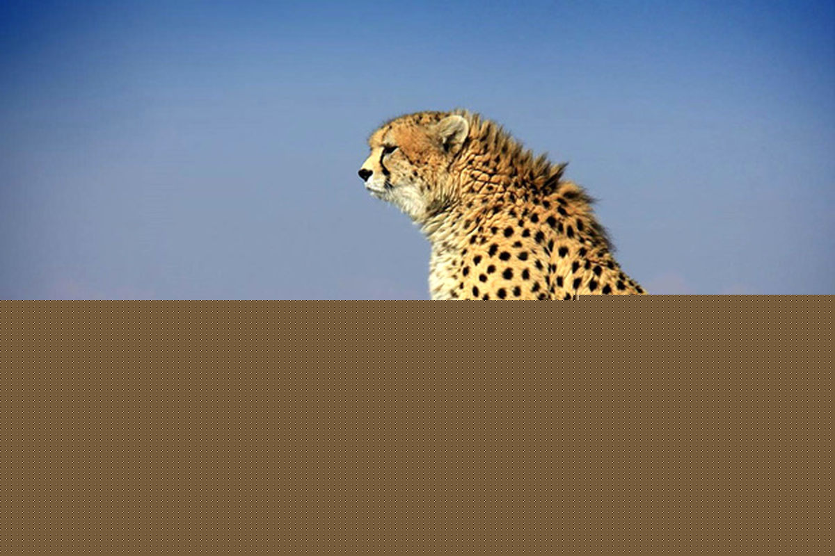 احیای زمینه زادآوری‌ یوزپلنگ‌ها با انتقال به زادگاهشان در پارک ملی توران