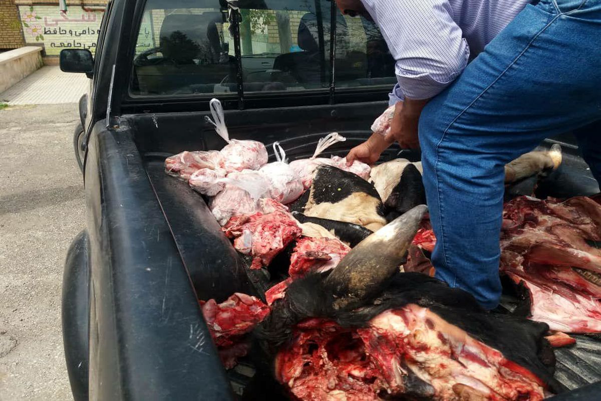 ۴۰۰ کیلوگرم کله گاوی غیر بهداشتی در نهاوند کشف و ضبط شد