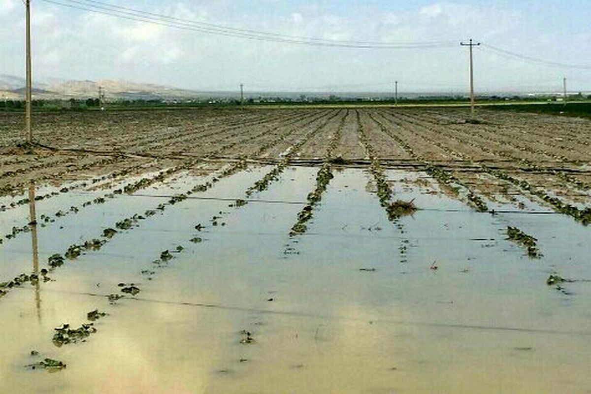 خسارت ۸۵ میلیاردی سیل به کشاورزی شهرستان مُهر