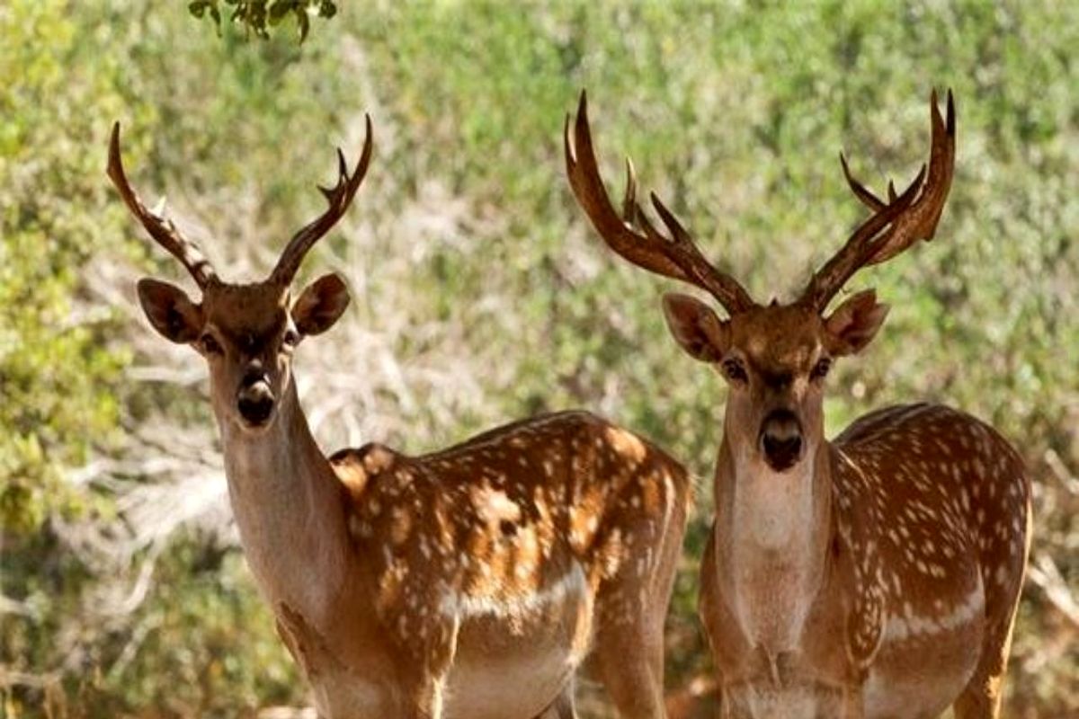 آغاز زاد و ولد حیات وحش در خراسان جنوبی