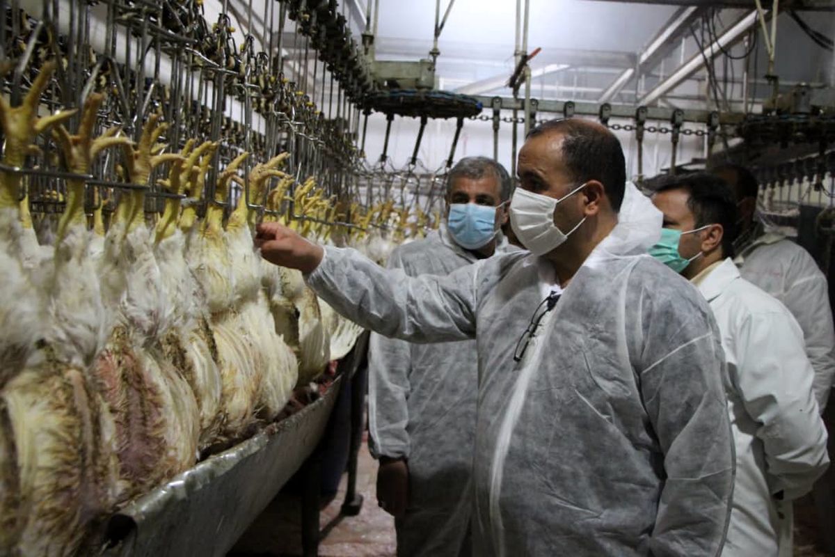 اشتغال ٧٠٠ نفر در کشتارگاهها ی استان  / کشتار  ۱۲۰ تن مرغ  در داخل استان