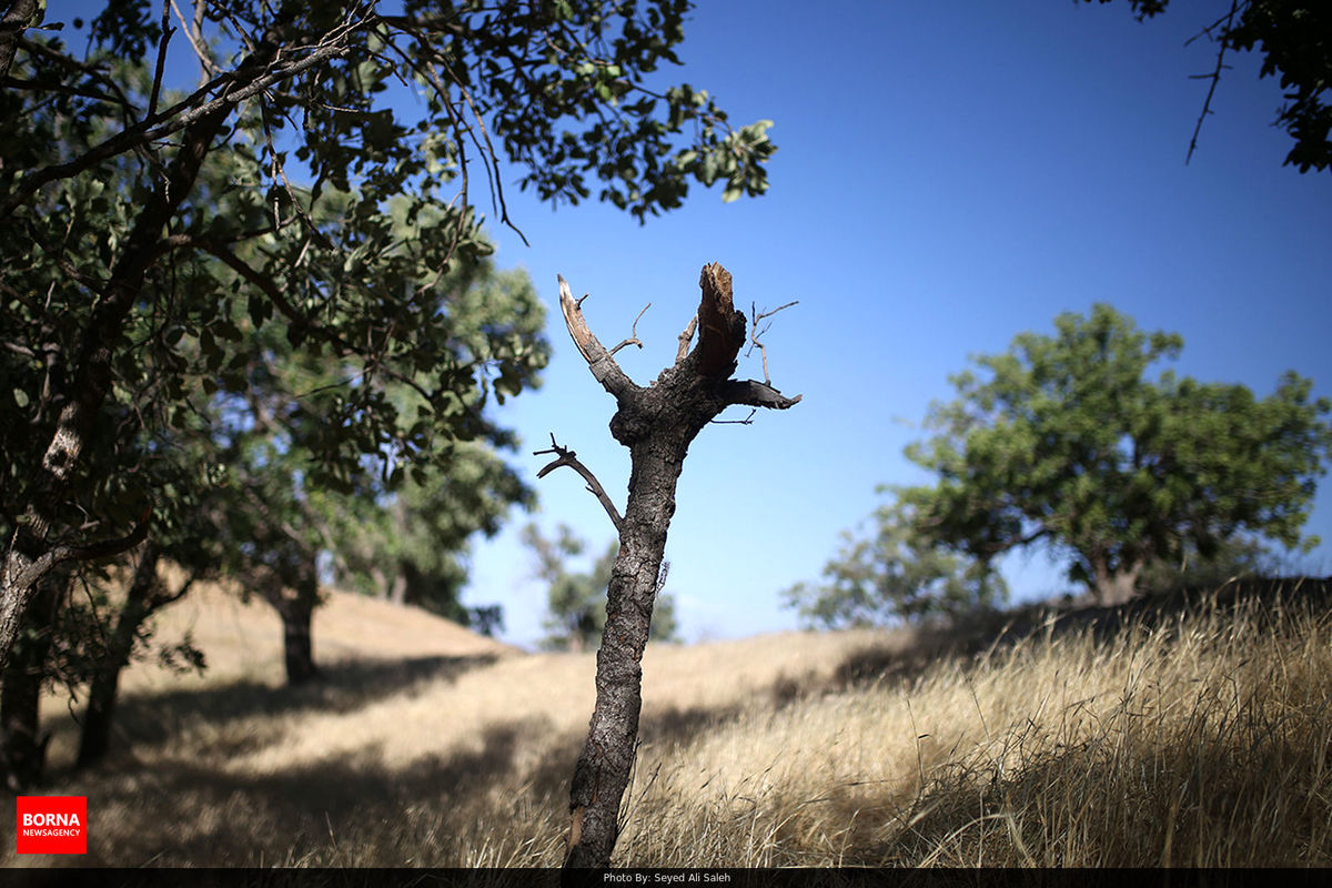 تلاش آتش‌نشانان برای مهار آتش‌سوزی در دامنه کوه لاهیجان و لنگرود+فیلم